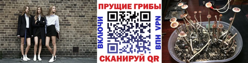 Галлюциногенные грибы Psilocybe Козельск